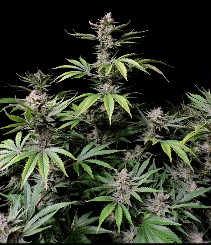 Cherry Cola Auto