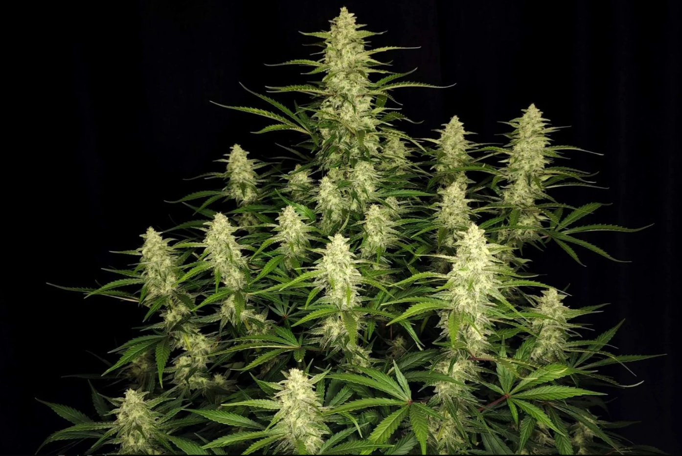 Papaya Cookies Auto™ - 3 seeds