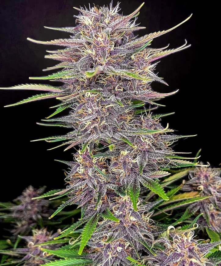 Banana Purple Punch Auto - 3 seeds
