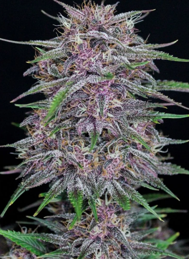 Banana Purple Punch Auto - 3 seeds