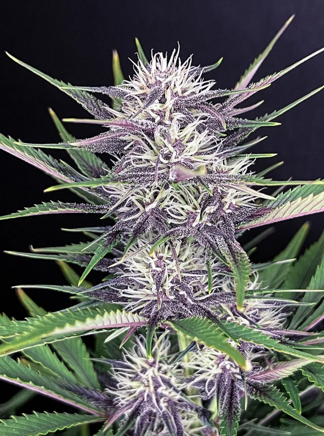Banana Purple Punch Auto - 3 seeds