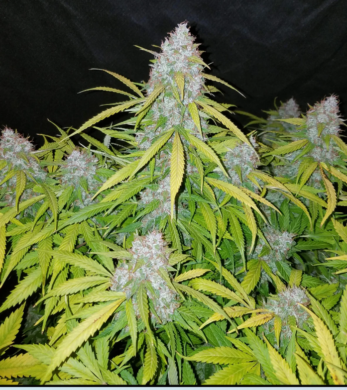 Californian Snow Auto