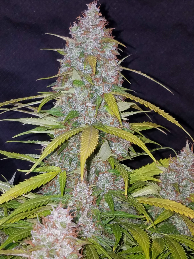 Californian Snow Auto
