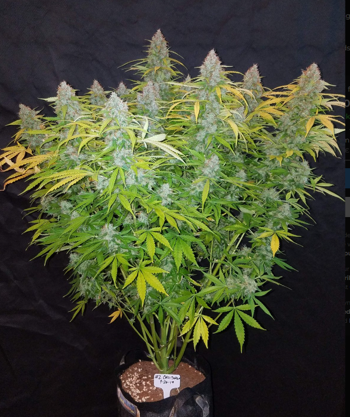 Californian Snow Auto