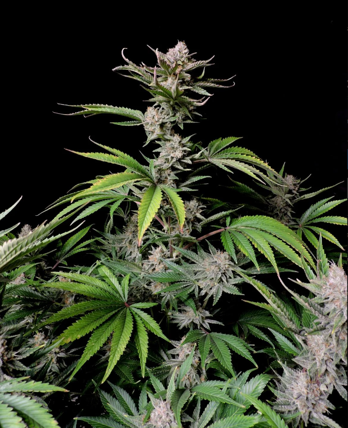 Cherry Cola Auto