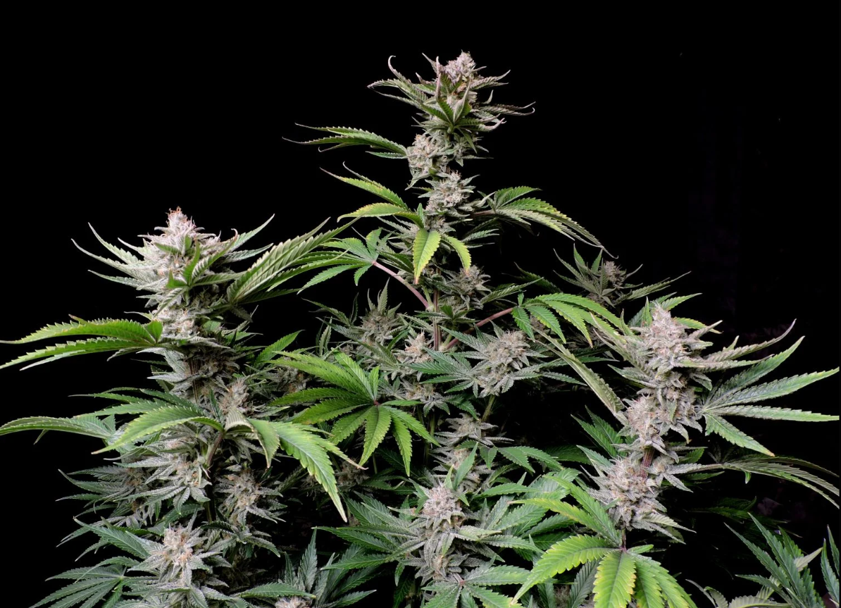 Cherry Cola Auto