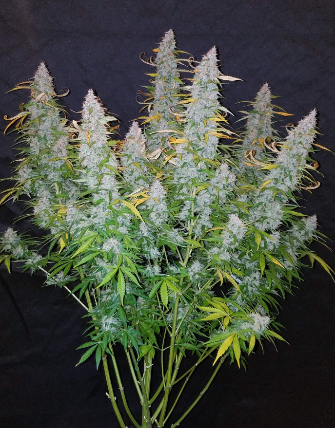 Californian Snow Auto
