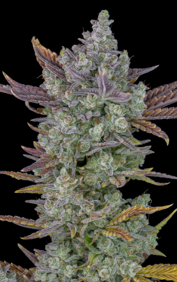 Gorilla Cookies Auto - 3 seeds