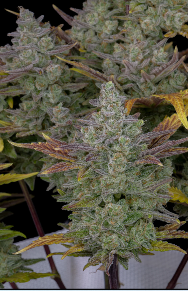 Gorilla Cookies Auto - 3 seeds