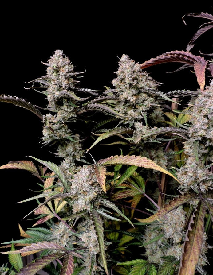 Gorilla Zkittlez Auto - 3 seeds