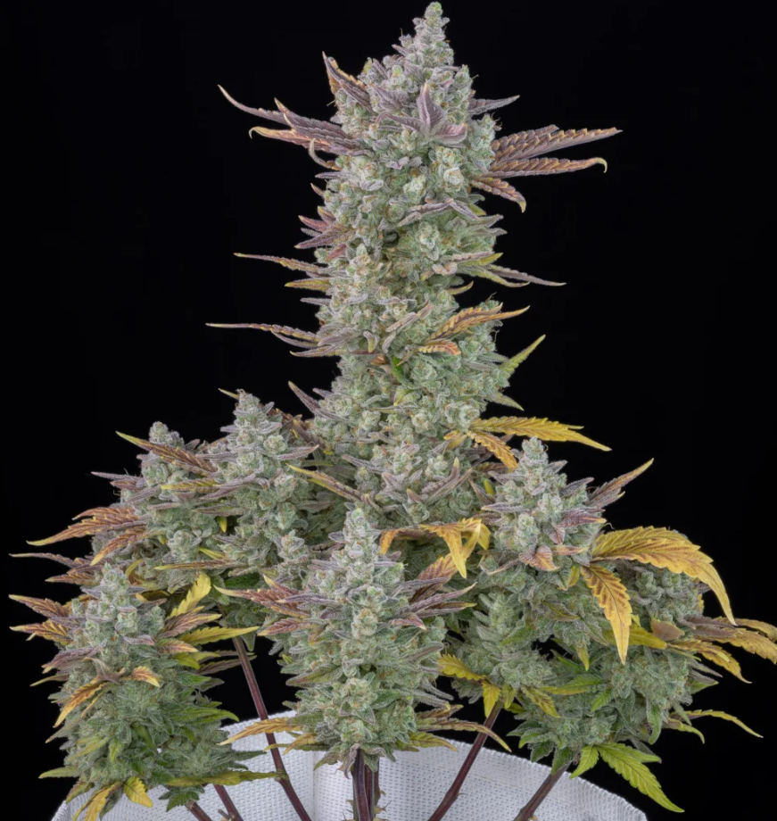 Gorilla Cookies Auto - 3 seeds