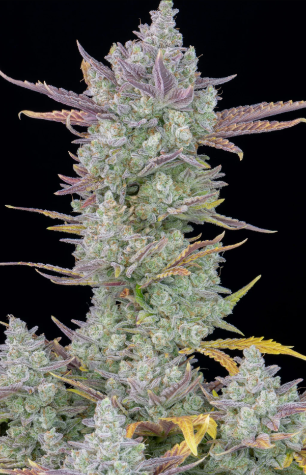 Gorilla Cookies Auto - 3 seeds