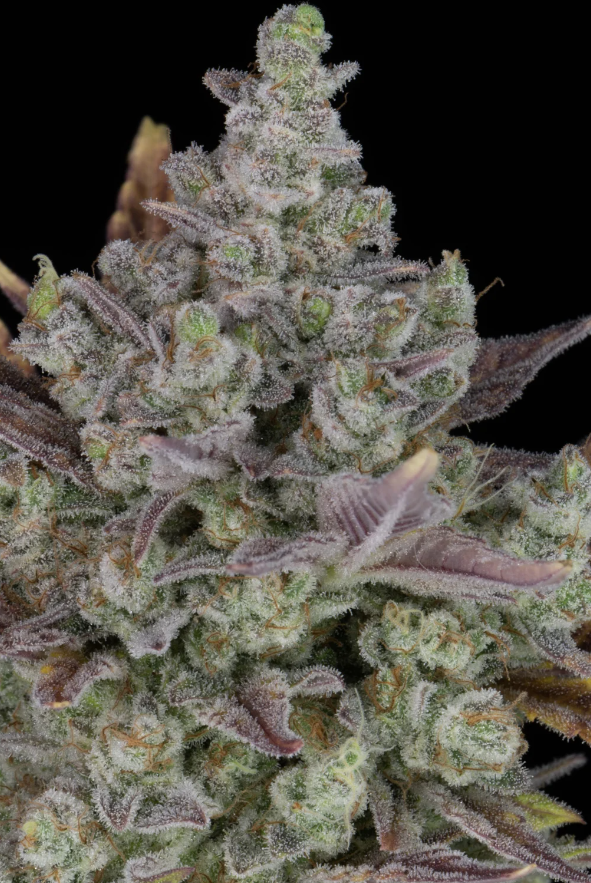Gorilla Cookies Auto - 3 seeds