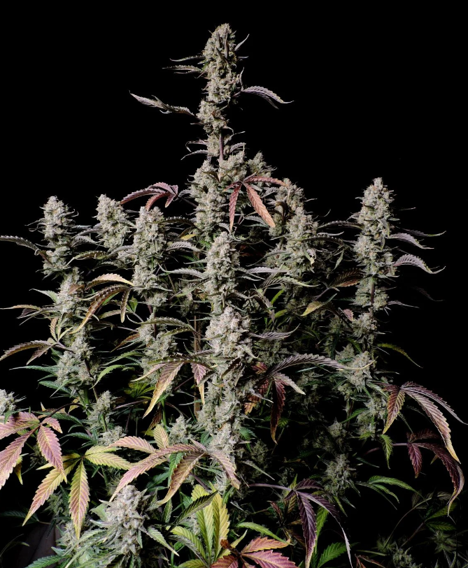 Gorilla Zkittlez Auto - 3 seeds