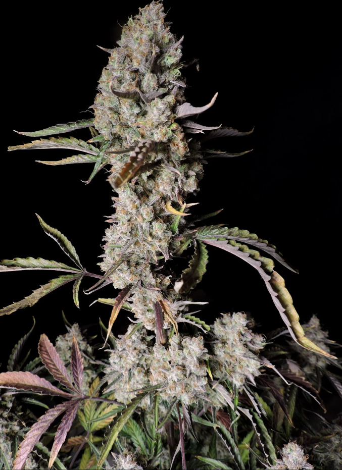 Gorilla Zkittlez Auto - 3 seeds