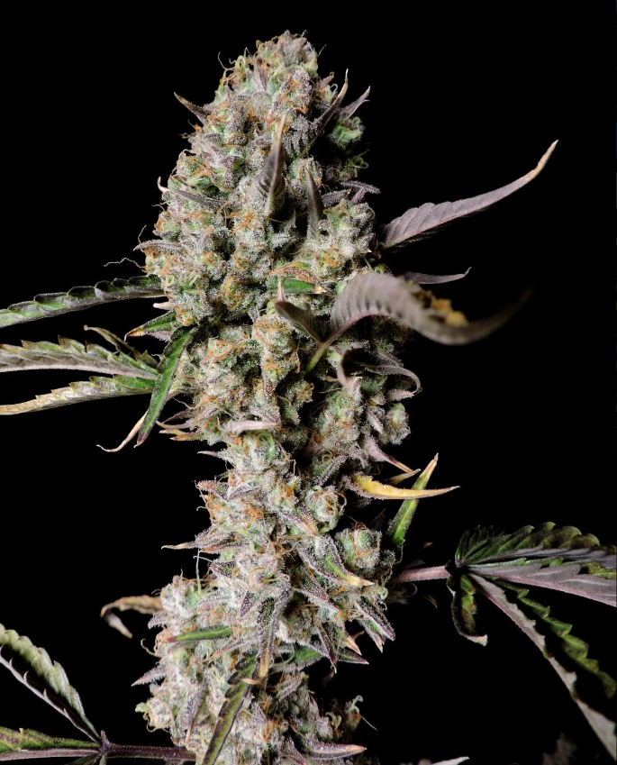 Gorilla Zkittlez Auto - 3 seeds