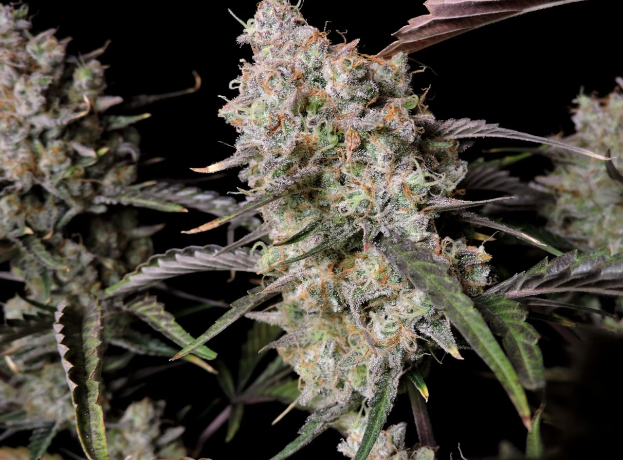 Gorilla Zkittlez Auto - 3 seeds