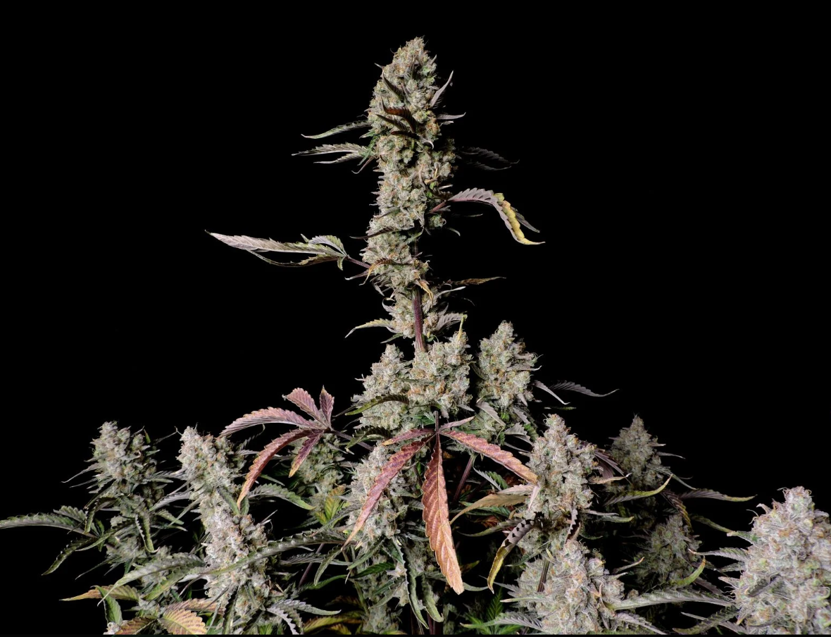 Gorilla Zkittlez Auto - 3 seeds