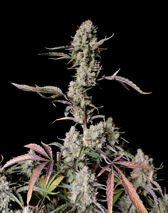 Gorilla Zkittlez Auto - 3 seeds
