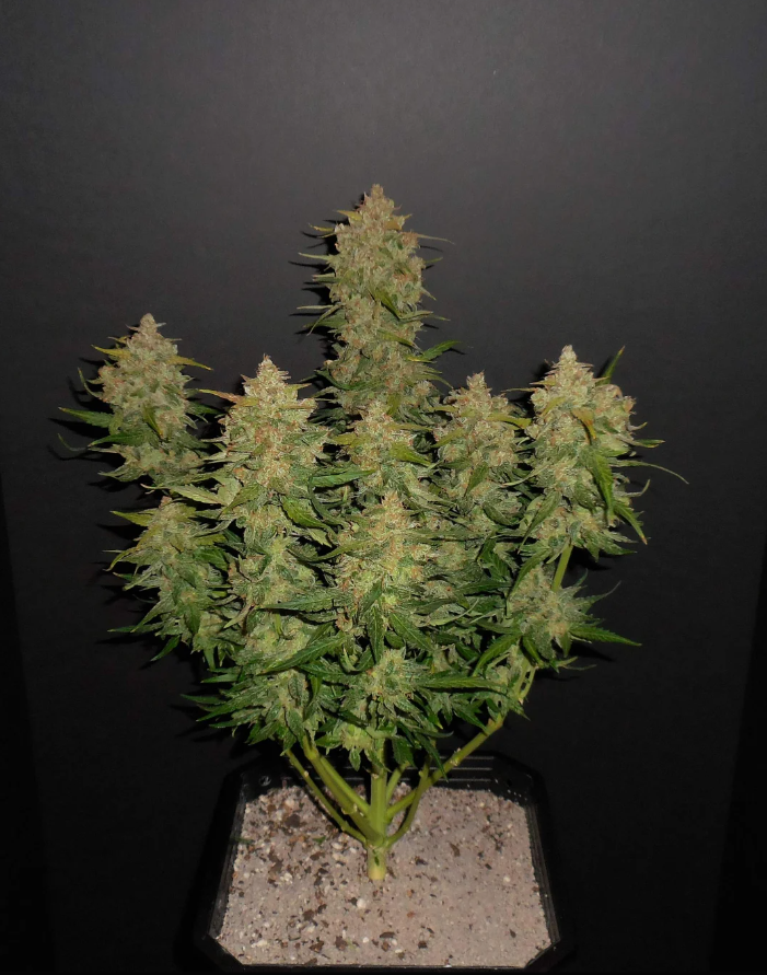 Lemon AK Auto - 3 seeds