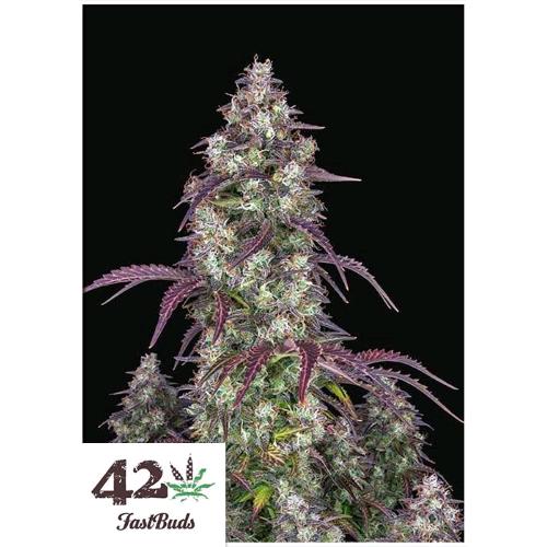 Lemon Pie Auto - 3 seeds
