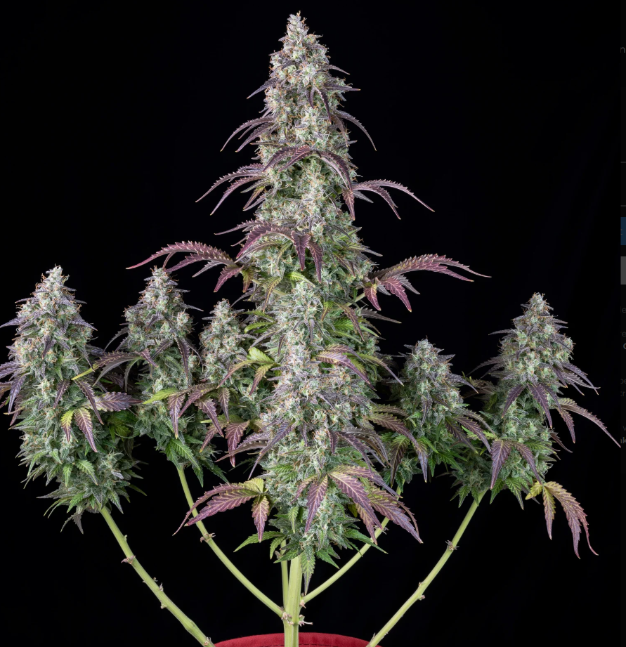 Lemon Pie Auto - 3 seeds