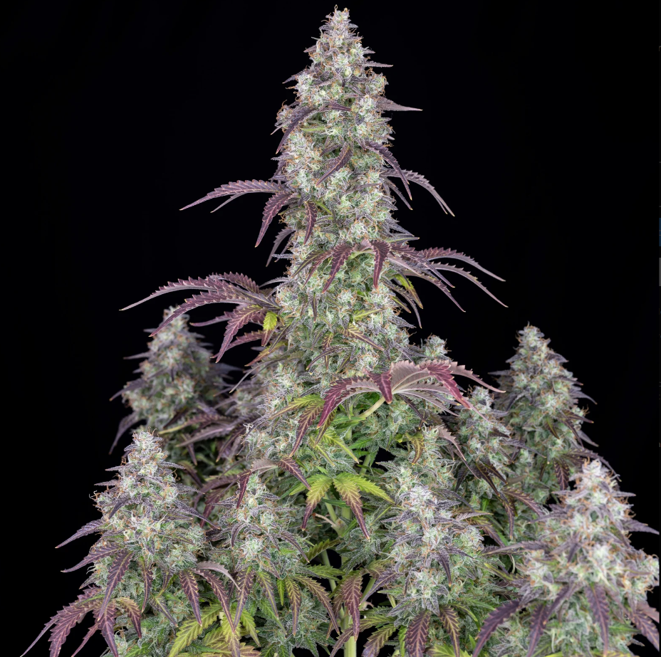 Lemon Pie Auto - 3 seeds