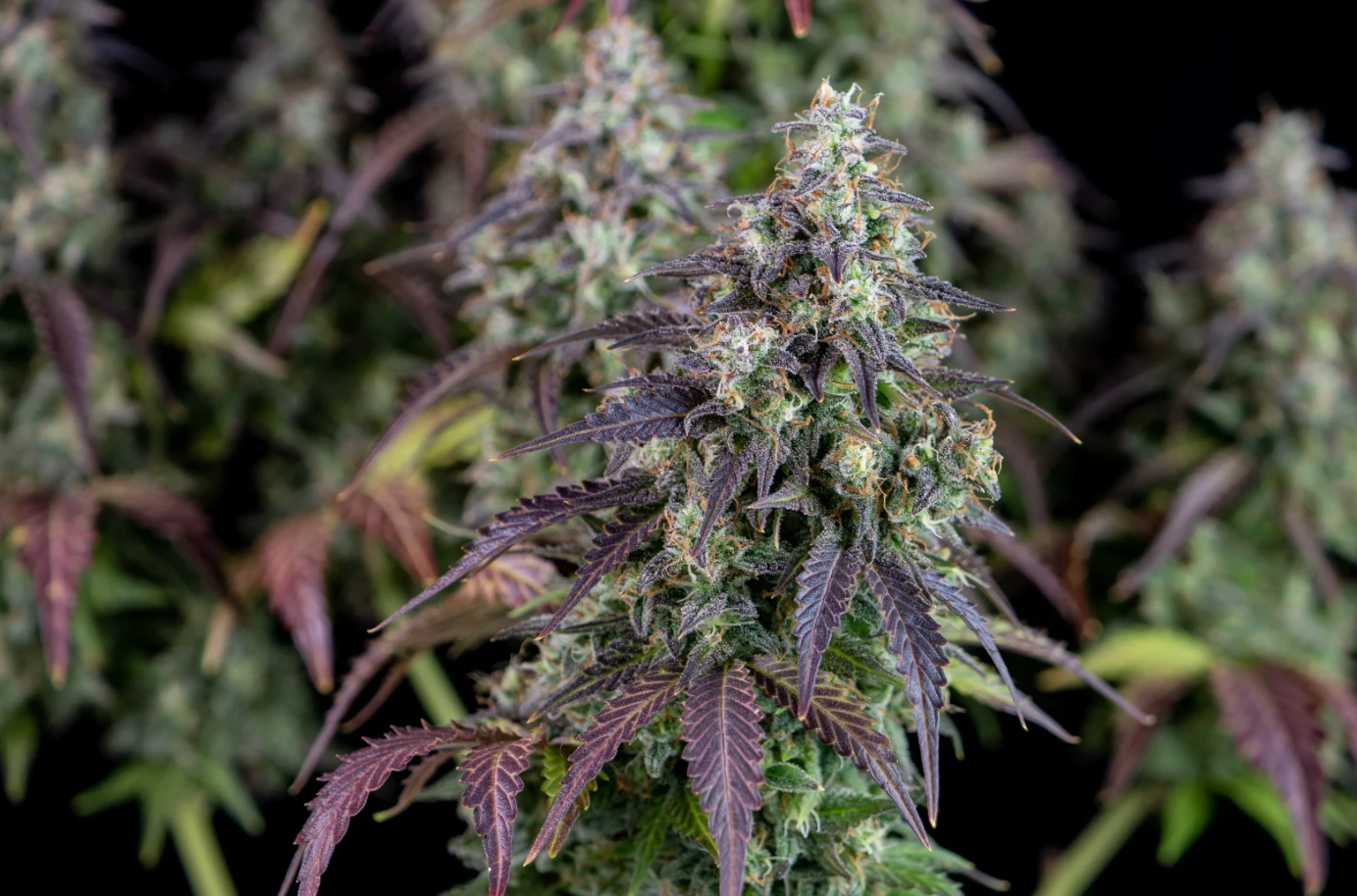 Lemon Pie Auto - 3 seeds