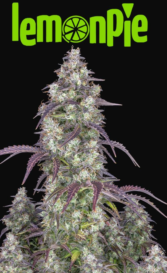 Lemon Pie Auto - 3 seeds