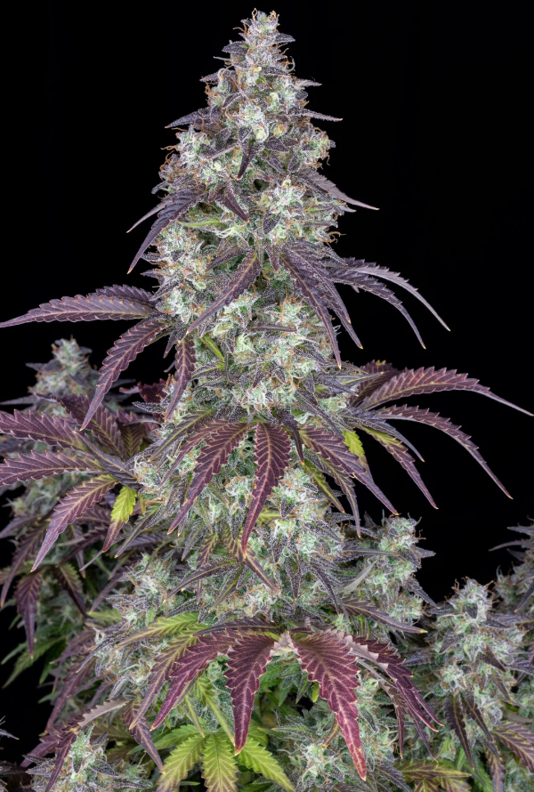 Lemon Pie Auto - 3 seeds