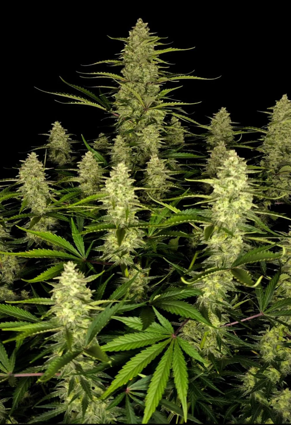 Papaya Cookies Auto™ - 3 seeds