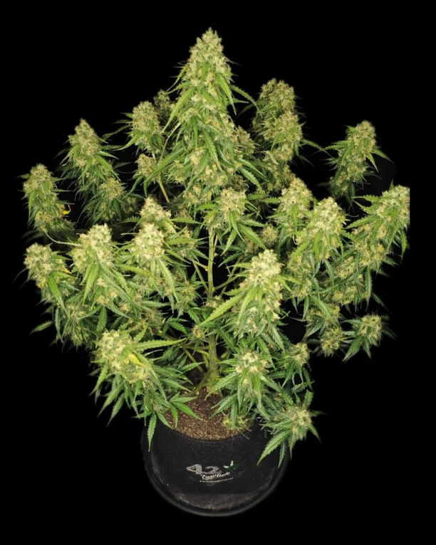 Sour Jealousy Auto™