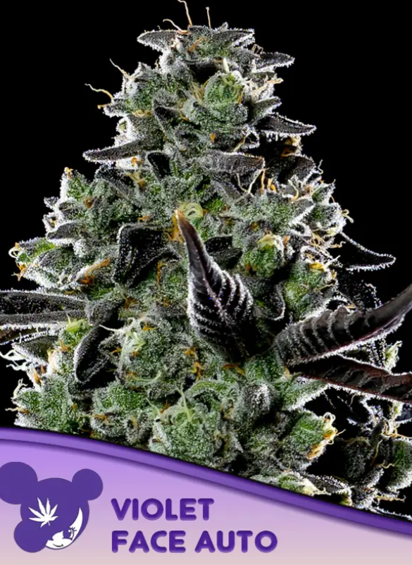 Violet Face Auto