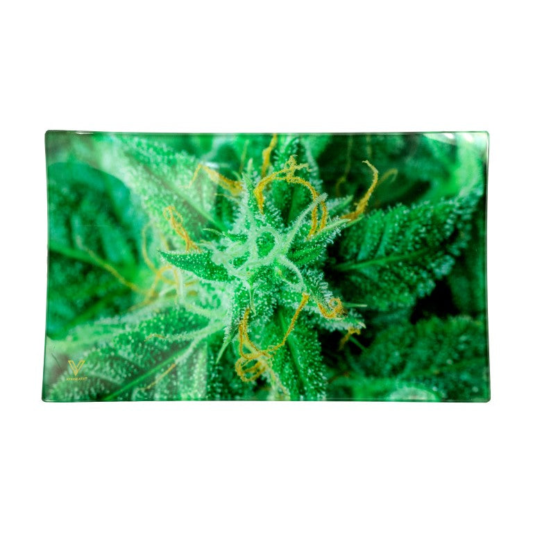 V-SYNDICATE GLASS TRAYS