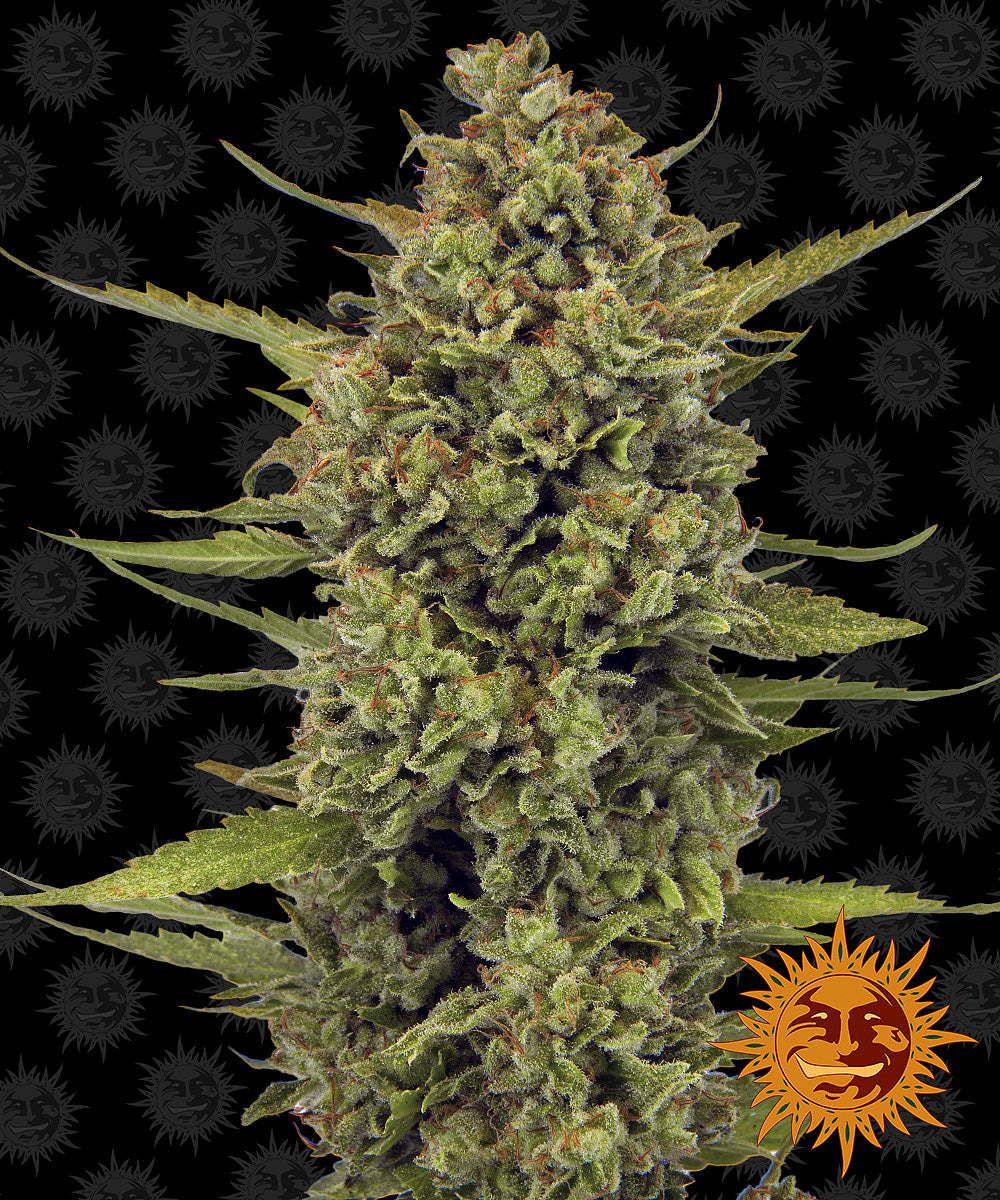ACAPULCO GOLD™ Cannabis Seeds (3)