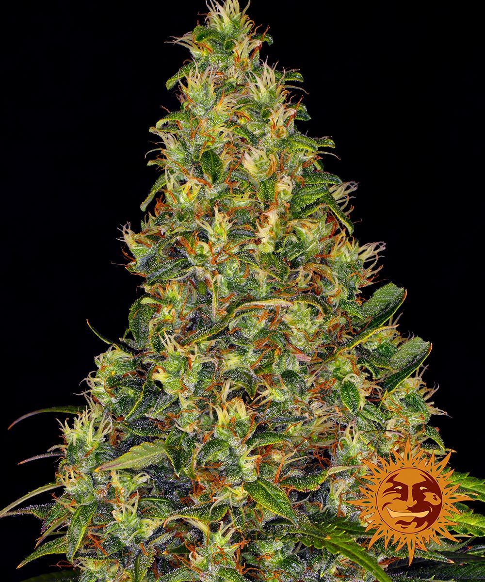 AMNESIA HAZE AUTO (3)
