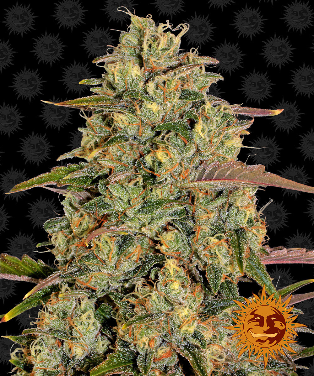 AMNESIA LEMON™ Cannabis Seeds (3)