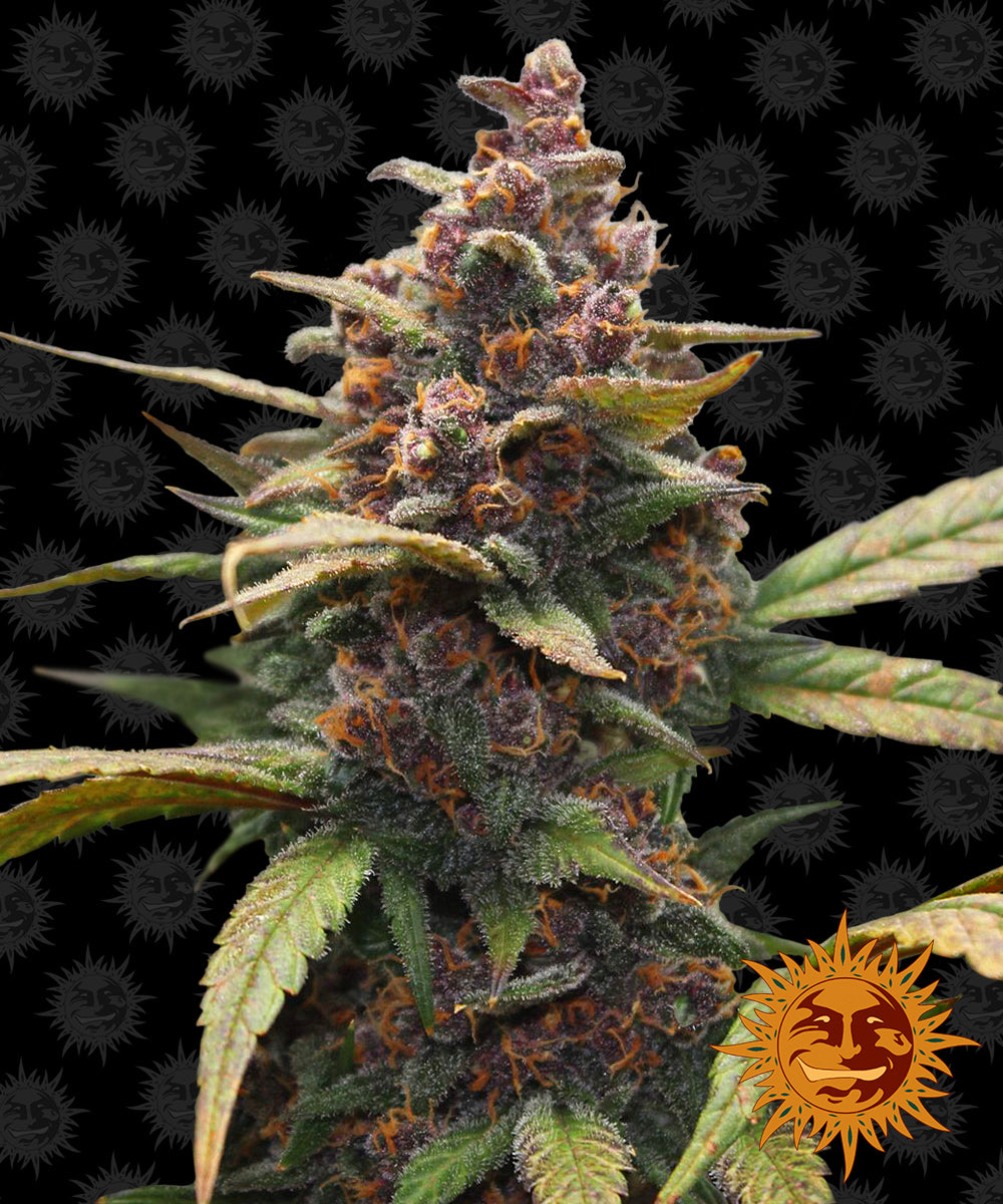 AYAHUASCA PURPLE™ Cannabis Seeds (3)