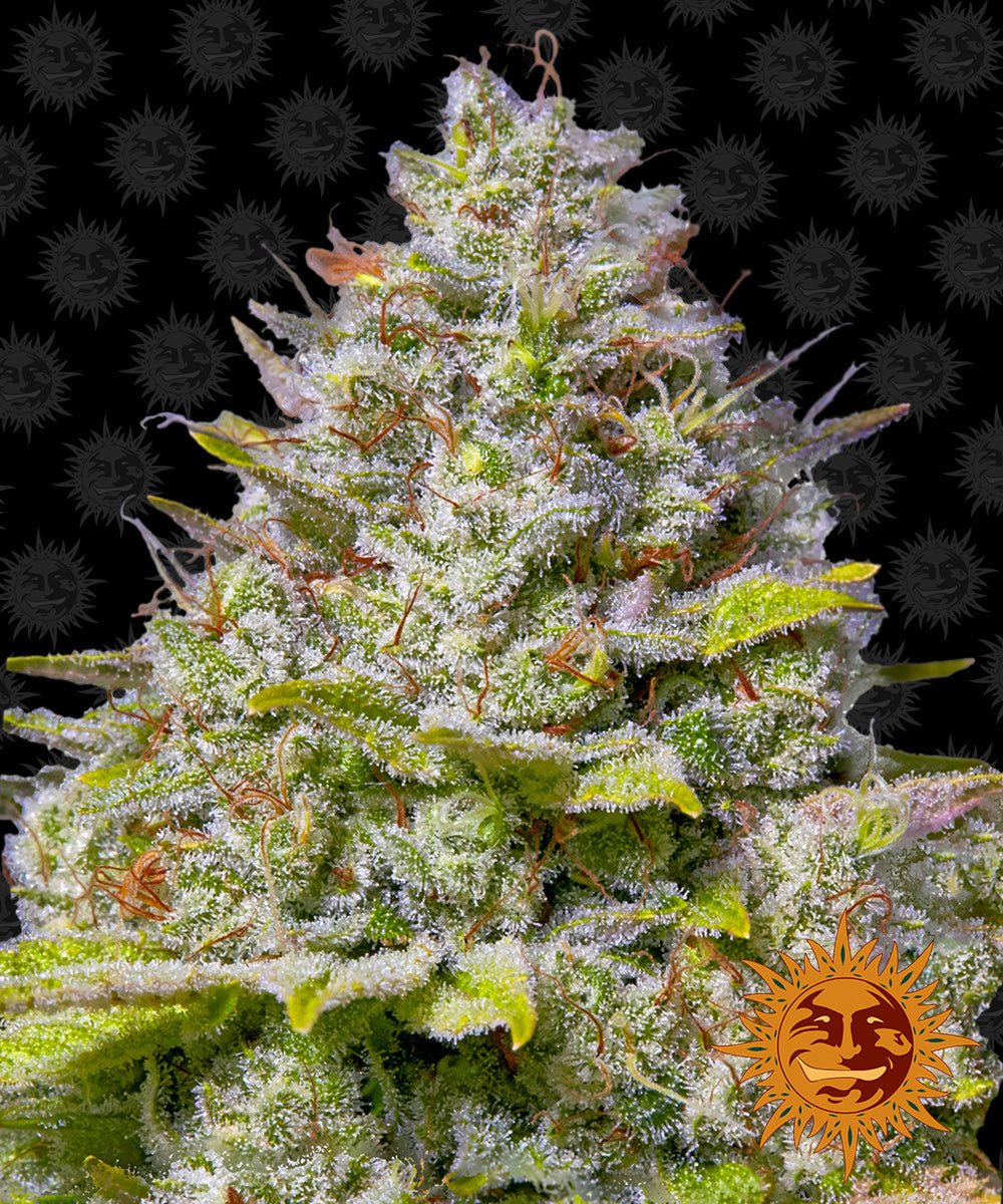 BLUE GELATO 41™ Cannabis Seeds (3)