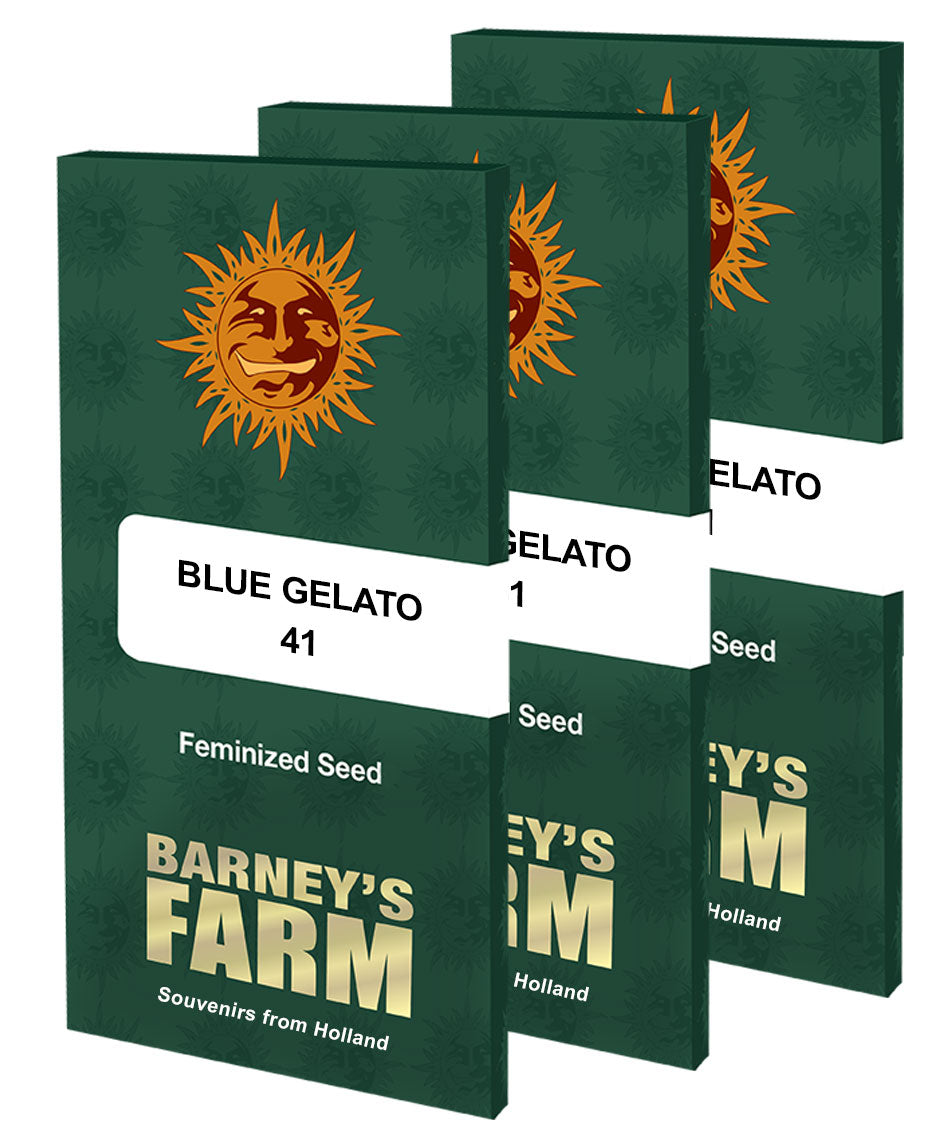 BLUE GELATO 41™ Cannabis Seeds (3)