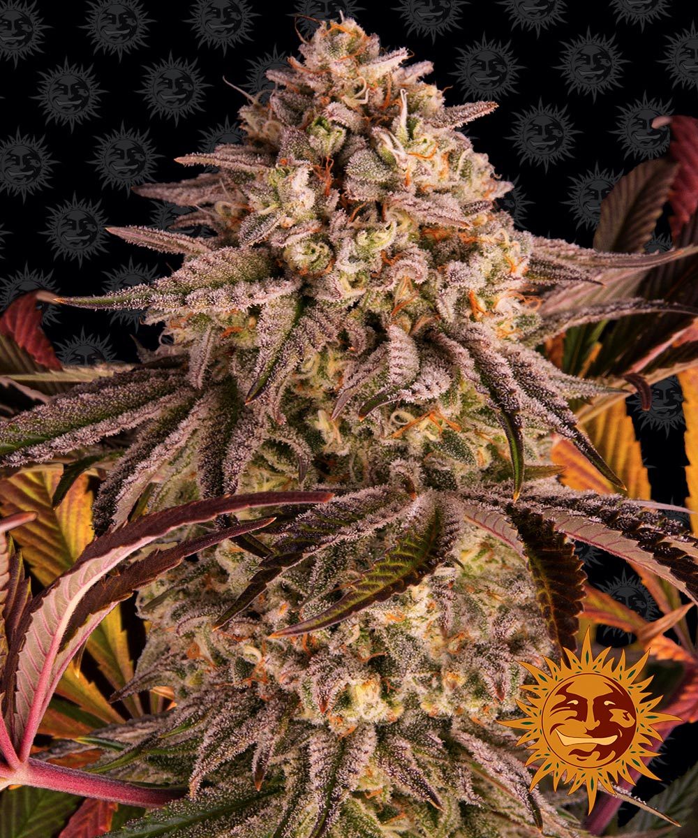 BLUE SUNSET SHERBET™ Cannabis Seeds (3)