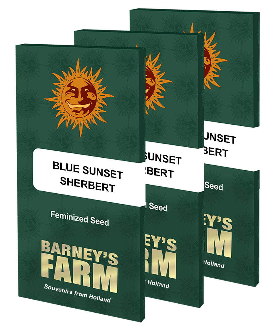 BLUE SUNSET SHERBET™ Cannabis Seeds (3)