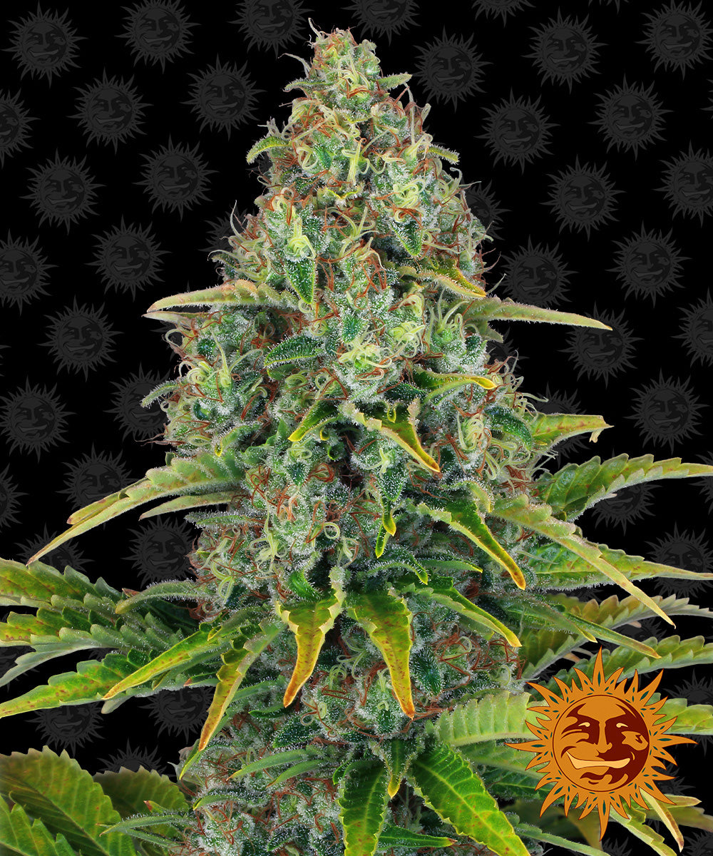 BLUEBERRY CHEESE AUTO (3)
