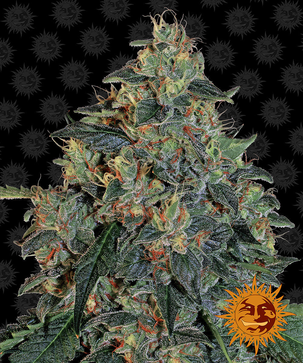 BLUEBERRY OG™ Cannabis Seeds (3)