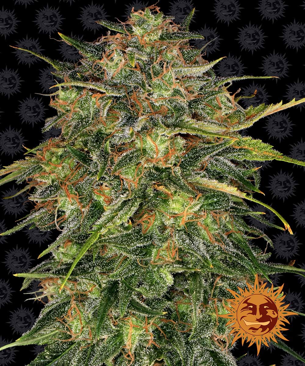 CHEESE™ Cannabis Seeds (3)