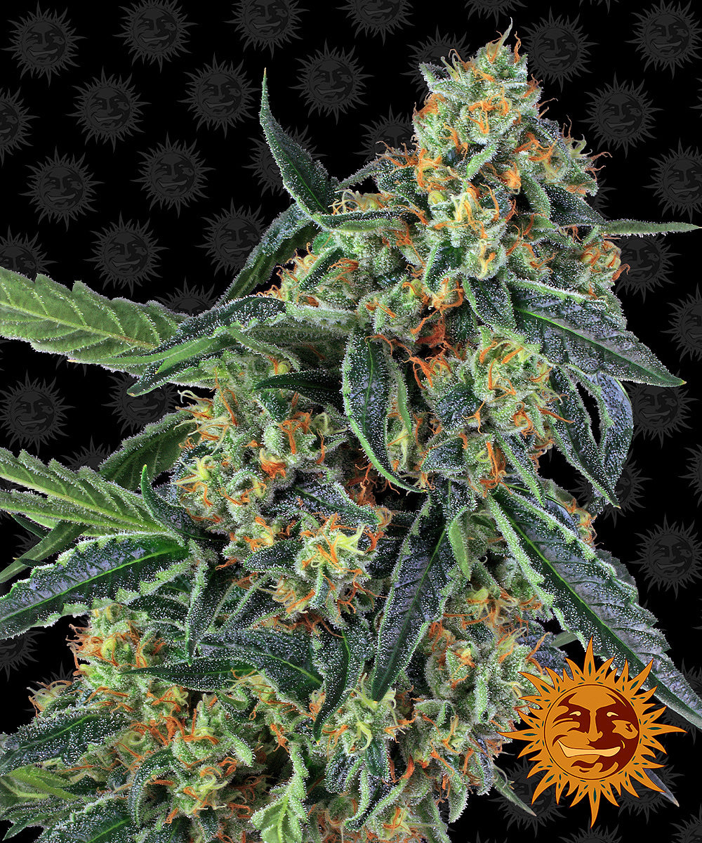COOKIES KUSH™ Cannabis Seeds (3)
