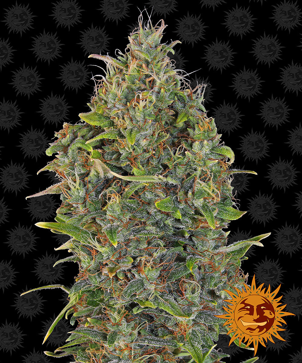 CRITICAL KUSH AUTO (3)