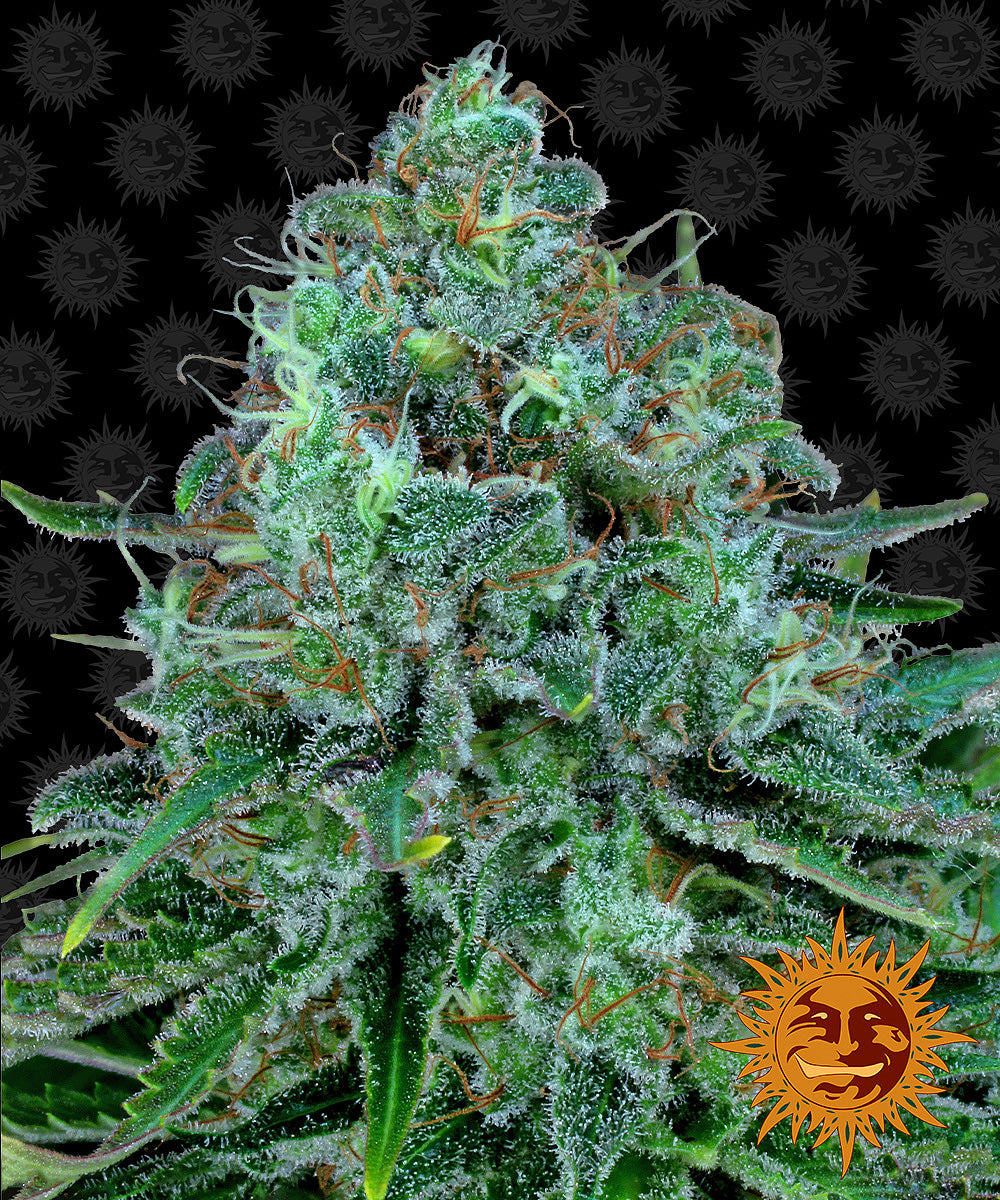 CRITICAL KUSH™ Cannabis Seeds