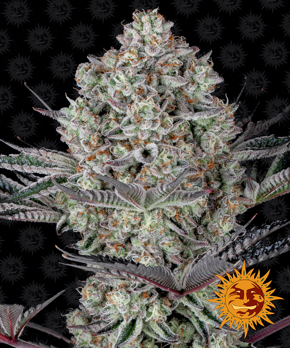 DOS SI DOS 33™ Cannabis Seeds (3)