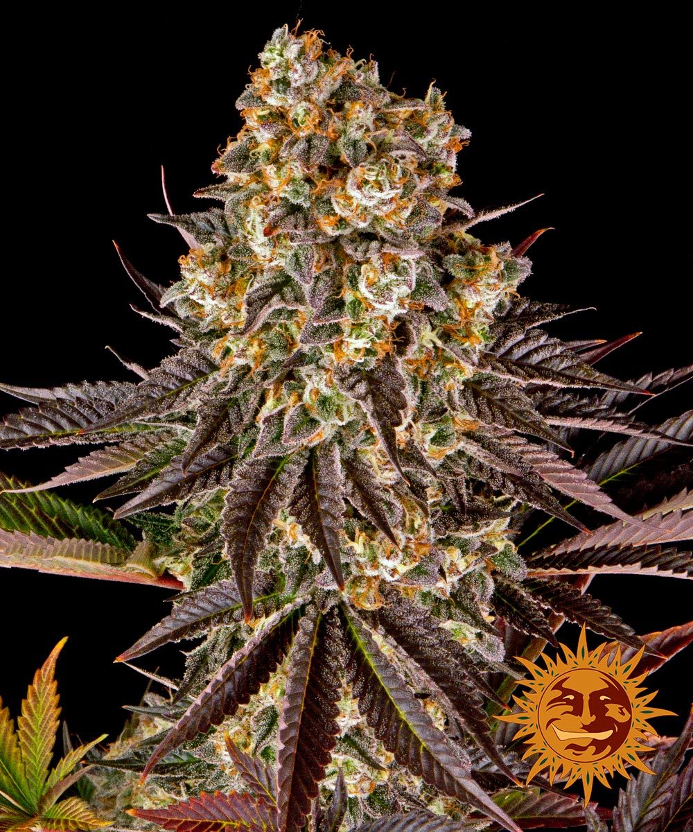 GELATO #45™ Cannabis Seeds (3)